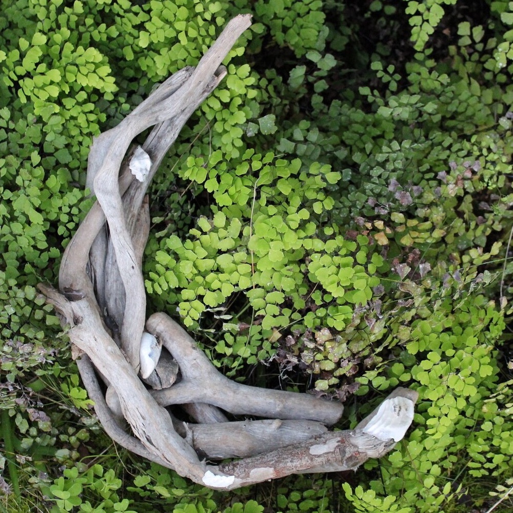 1’ driftwood crescent moon with naturally iridescent shells